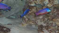 Aquarium Becken 3500