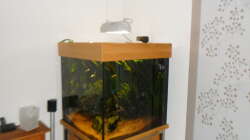 Aquarium Tropenwürfel