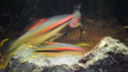 Topedos leicht verschwommen