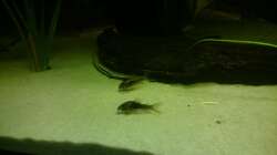 Corydoras Aenus auf Sand, da fühlen sie sich wohl