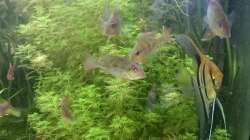 Geophagus brachybranchus juvenil