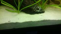 Hier sind zwei Bratpfannenwelse zu sehen. Wer findet sie?