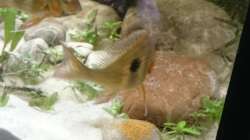 Geophagus brachybranchus Laichen ab