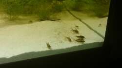 Corydoras Aenus