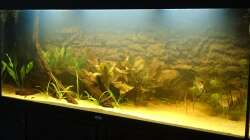 Jetzt mit Schwarzwasser 2