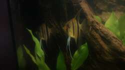 Skalare am Baumstumpf