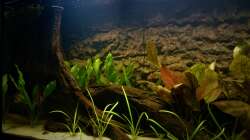 Echindorus Bleheri, Sagittaria Subulata, Echinodorus Ozelot, Valisneria Nana und