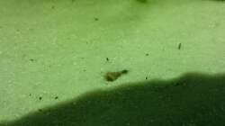 Der Linke Bratpfannenwels Mund und ein Auge ist zu erkennen