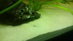 Der Rechte Bratpfannenwels 