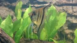 Skalar vor Echinodorus Bleheri