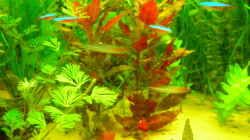 Pflanzen im Aquarium Becken 3526