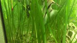 Wassergras ? jedenfalls sehr lange Blätter