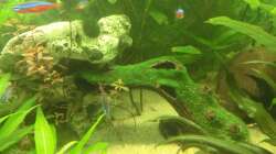 neue versteckmöglichkeit für den wels nachwuchs