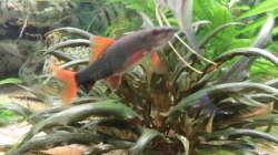 Feuerschwanz mit Pflanze