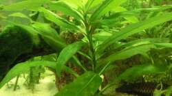 Asia Farn ?  Sehr gewachsen