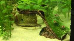 neue versteckmöglichkeit für den wels nachwuchs links