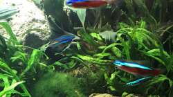 rote und blaue Neons