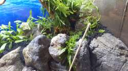 rechte Seite nach Bepflanzung