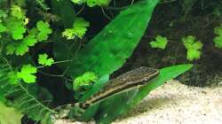 otocinclus cf. afinis