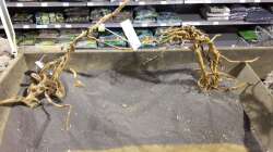 Wurzeln im Geschäft ausprobiert