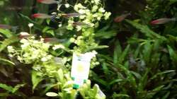 Topfpflanzen im großen Becken ´zwischengeparkt´