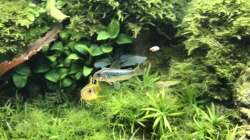 Corys green/golden stripe