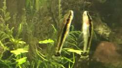 otocinclus cf. afinis