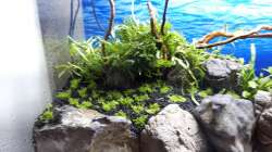 linke Seite nach Bepflanzung