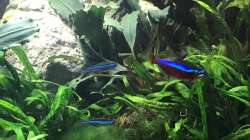 rote und blaue Neons