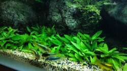 Besatz im Aquarium Steepcliff(aufgelöst)