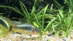 Corydoras green stripe