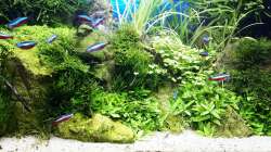 Vordergrund nach 6 Wochen