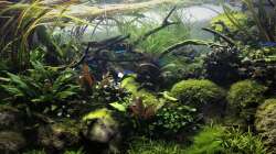 Aquarium Steepcliff(aufgelöst)