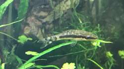 otocinclus cf. afinis