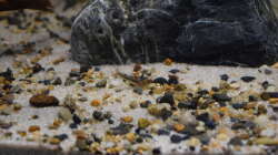 Besatz im Aquarium Flussufer des Riacho dos Macacos