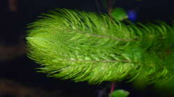 Myriophyllum