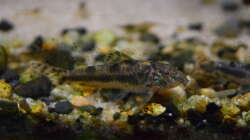 Aspirodas spilotus
