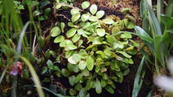 Pyrrosia nummularifolia