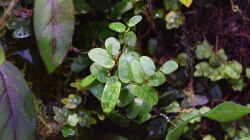Ficus spec. Borneo