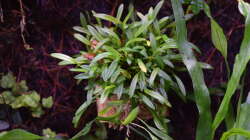 Stelis spec.