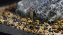 Otocinclus affinis