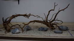 Moorwurzeln und dunkle Kiesel