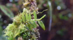 Epidendrum porax
