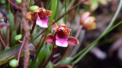 Blüte von Maxillaria sanguinea