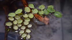 Salvinia natans