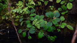 Episcia dianthiflora und Anthurium spec.