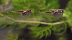 Besatz im Aquarium Flussufer des Riacho dos Macacos