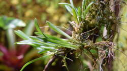 Barbosella culcullata mit etwas Java-Moos aufgebunden