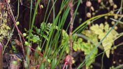 Maxillaria sanguinea