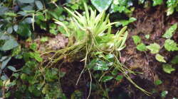 Pflanzen im Aquarium Flussufer des Riacho dos Macacos